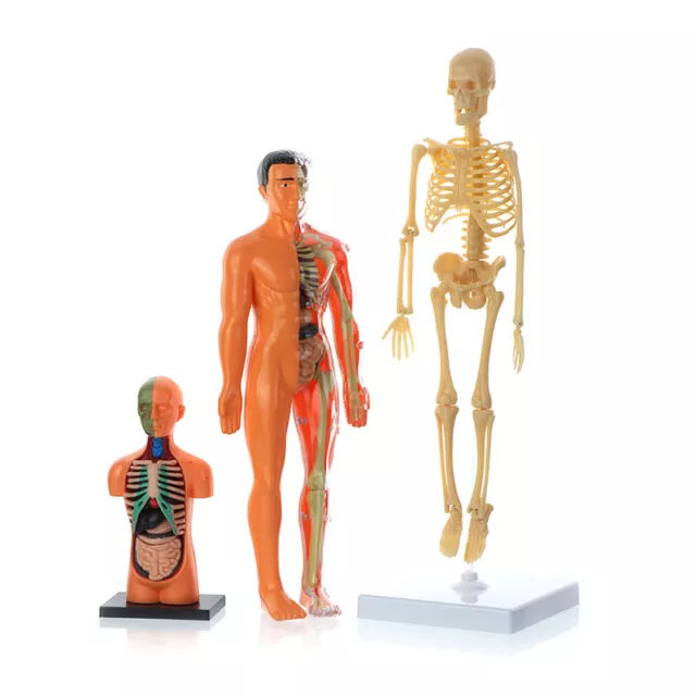 Anatomy Model For Kids Human Torso Science Learning Removable Human Body Mo^:^