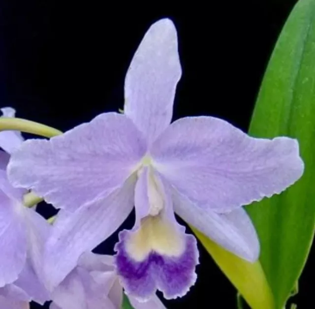 Rth. Volcano Blue 'Volcano Queen' Cattleya Orchid Plant 4” corsage Fragrant
