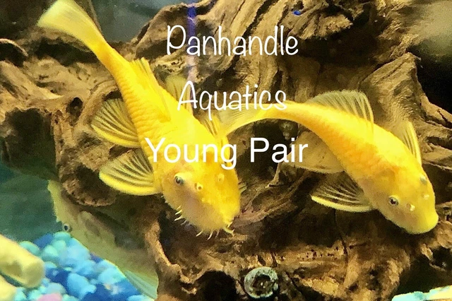 Guaranteed Pair L144 Lemon Blue Eye Bristlenose Pleco ancistrus SP