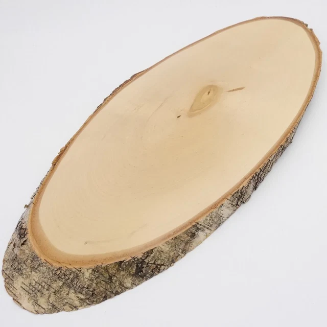 Abedul Ciervo AF48cm Placa Escudo de Trofeo Cornamenta Baumschild Natural Madera