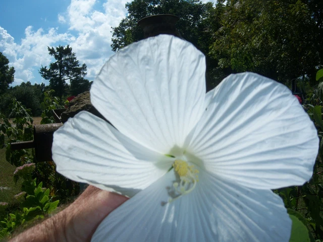 50+ "LUNA" WHITE Dinner Plate Hibiscus Flower Seeds - Hardy Perennial