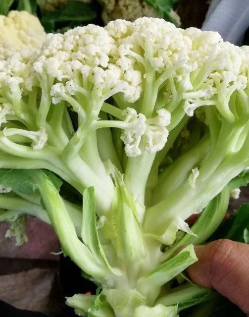 Cauliflower Traditional Loose / Bunching / Song 松花菜 (有机花菜) Non GMO 20 seeds