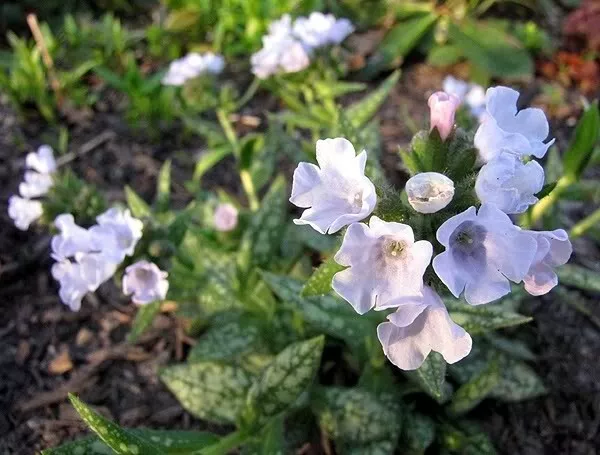 Pulmonaria Opal in a 9cm pot Lungwort