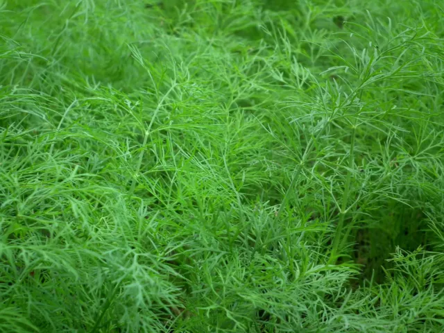 1000 Samen Dill Blattreich aromatisches Gewürz und Heilkraut Gurkenkraut 2