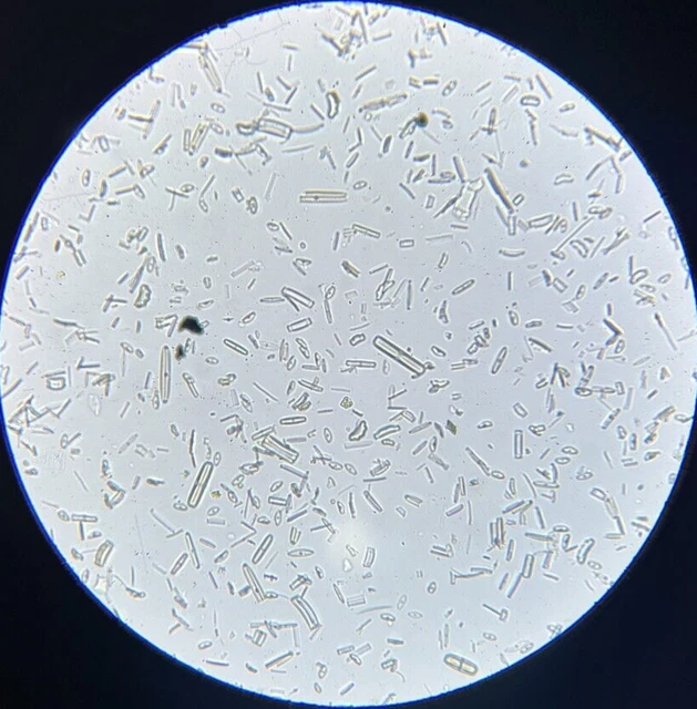 J.D. Moller Microscope Slide Diatom Subfossil Hammerfest Peat Norway