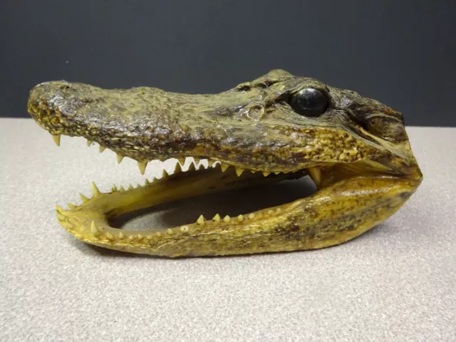 Gator Head 6 Inch Real Alligator Head Authentic Cajun Crocodile Sharp Teeth