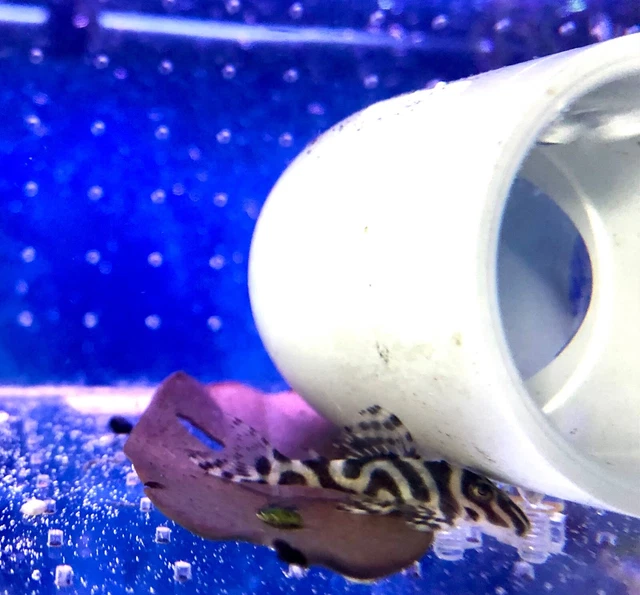 L173 ZEBRA PLECO (Hypancistrus Zebra) High Quality Live Fish 