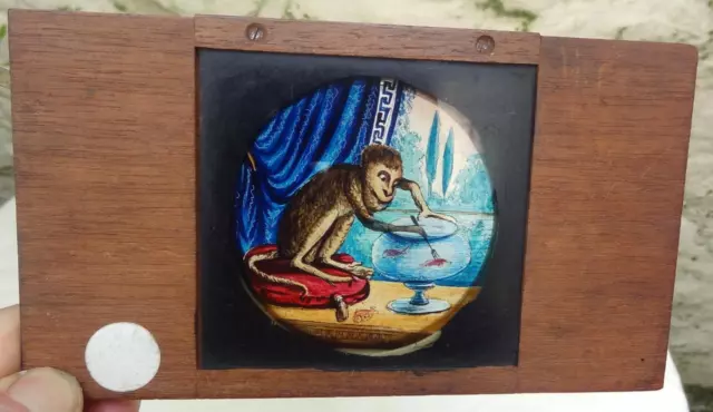 Magic Lantern Lever Slide Hand Painted Cr 1890s - Monkey Fishing With Fork