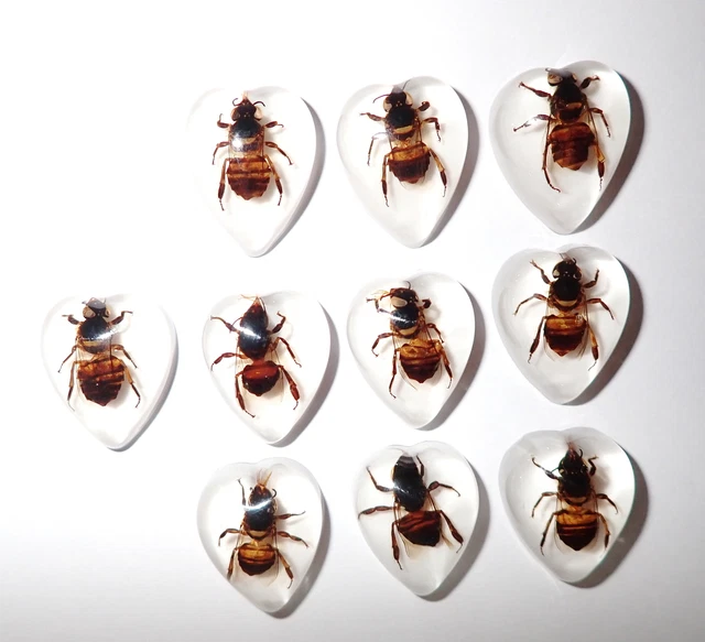 Insect Cabochon Honey Bee Specimen Heart Shape 17x21 mm white 10 pieces Lot