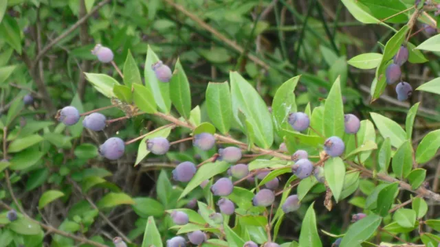 50 Semillas de Mirto, Mirtos, Arrayán  (Myrtus communis) seeds