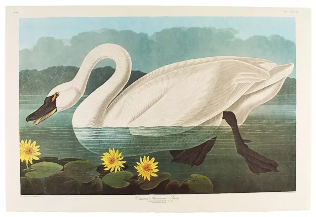 John James Audubon Common American Swan, Amsterdam Edition
