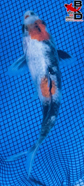 5" SHOWA Live Koi Fish Garden Pond Fin BKD T8