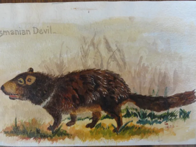 Original Watercolour Edwin W Slater "Tasmanian Devil" 1956 Signed