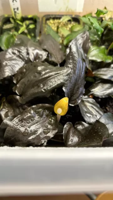 Cryptocoryne Cordata Siamensis ( Plante Aquatique / Aquarium )