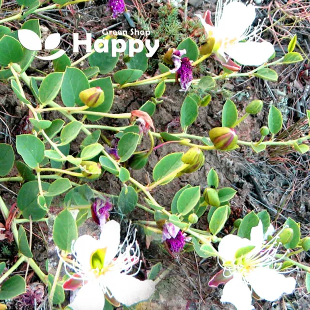 KAPERBUSCHSAMEN Kaperngemüse - 30 SAMEN - Flinders Rose - Capparis Spinosa 2