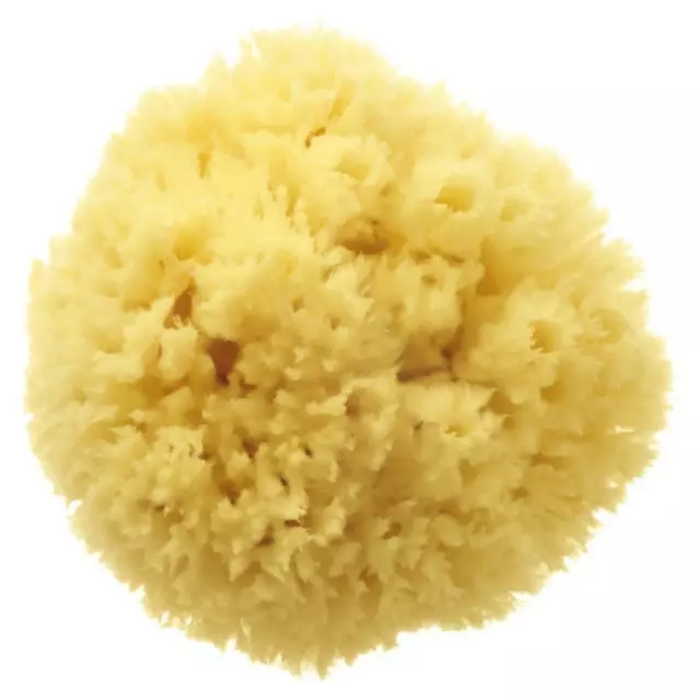 XLarge 7'' Adult Bath Premium Natural Greek Sea Sponge Uncut Round Formed