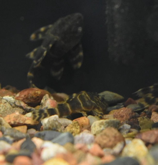 Live Candy Stripe Pleco L015 (1.5" Tropical Aquarium Fish) *PLS READ DESCR* 9
