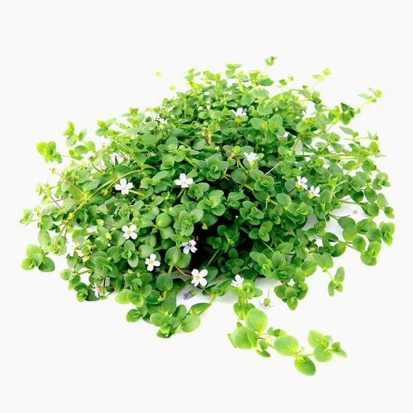 Bacopa Australis 2