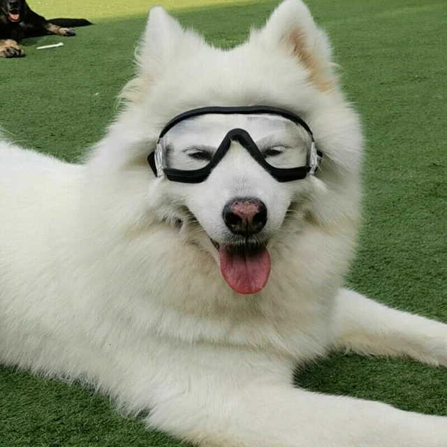2023 Augenschutz Hundebrillen Haustier Transparent Einstellbar UV Hundebrille DE