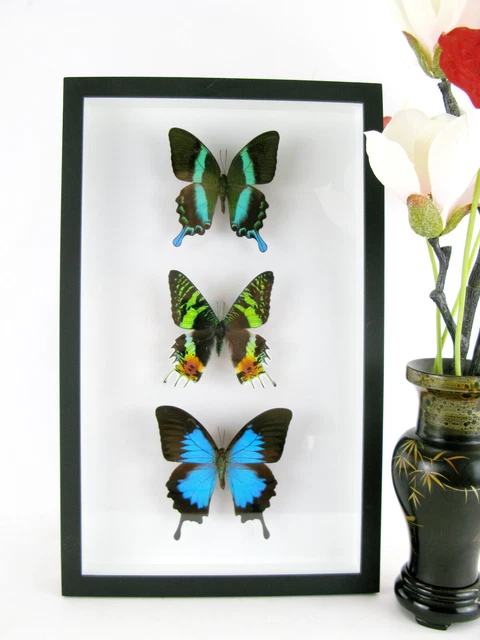 3 real beautiful and huge butterflies in the XXl showcase - single piece - 32