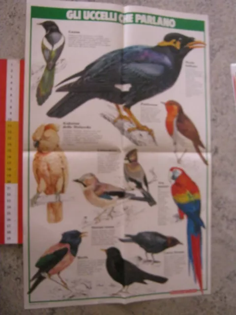 Wb Italia 1975 Domenica Del Corriere Poster Uccelli Che Parlano Bird Oiseaux
