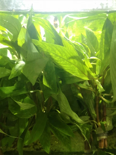 Hygrophila Corymbosa / Nomaphila Siamensis Plante Aquatique - Plante Aquarium