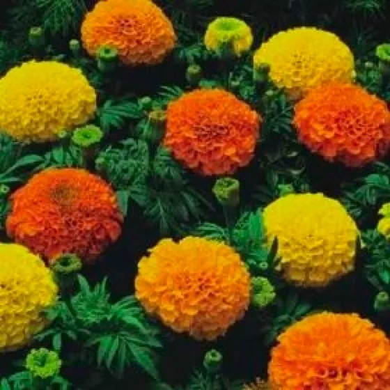 Flower African Marigold Crackerjack Mixed  1900 Flower Seeds