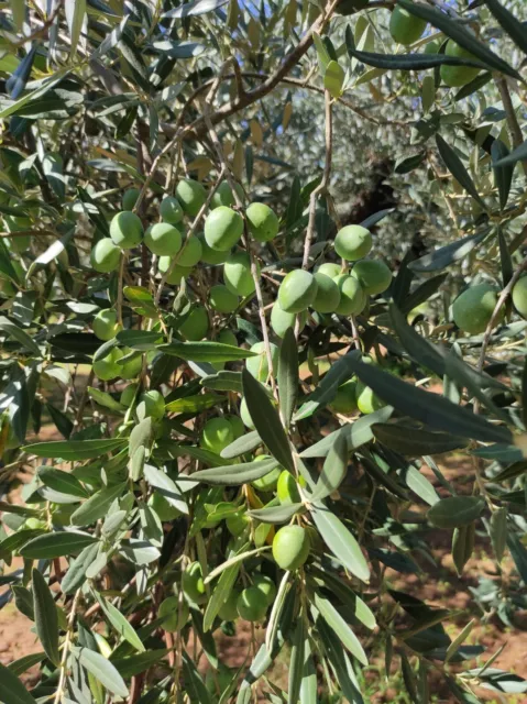 Olio Extravergine di Oliva Siciliano Nocellara Belice Molitura 2023 5 Litri