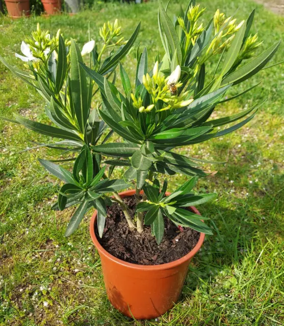Oleander weiß, Nerium Oleander, ca. 50 cm