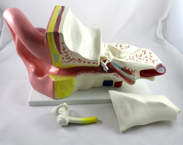 NEW PROFESSIONAL EDUCATIONAL Giant Ear Model Anatomy Medical Model IT