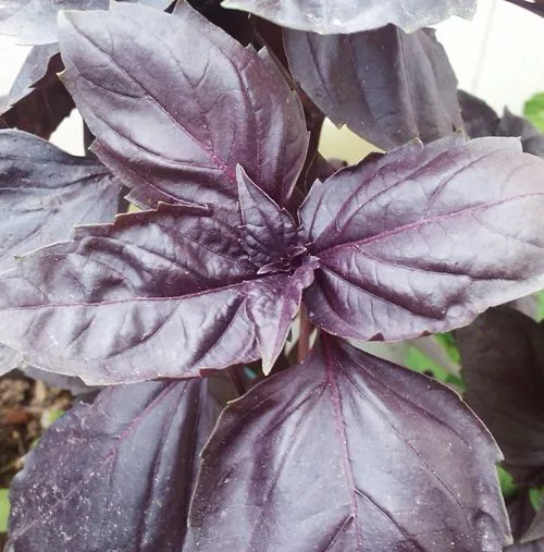 1000 Purple Basil Seeds Ocimum Basilicum Big Leaf Basil Organic Heirloom 2