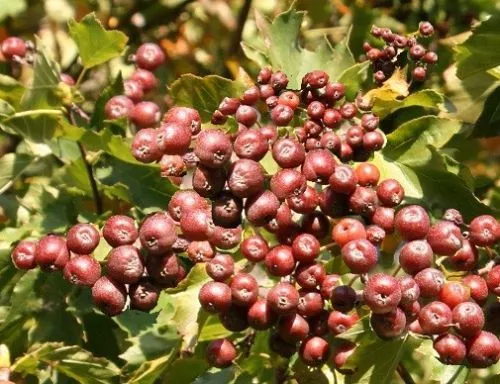 Gourmet: urraca sorbus torminalis resistente al invierno ☀ árbol del año ☀ semillas