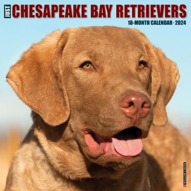 Solo Chesapeake Bay Retriever - 2024 Calendario da Parete - Nuovo - 32954