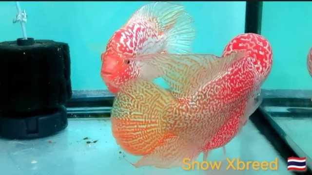 Golden Base Kamfa Flowerhorn FRY 1-2"