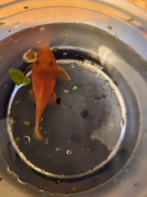 Proven FEMALE - SUPER RED Bristlenose Pleco | Ancistrus sp. | USA Tank Bred 3