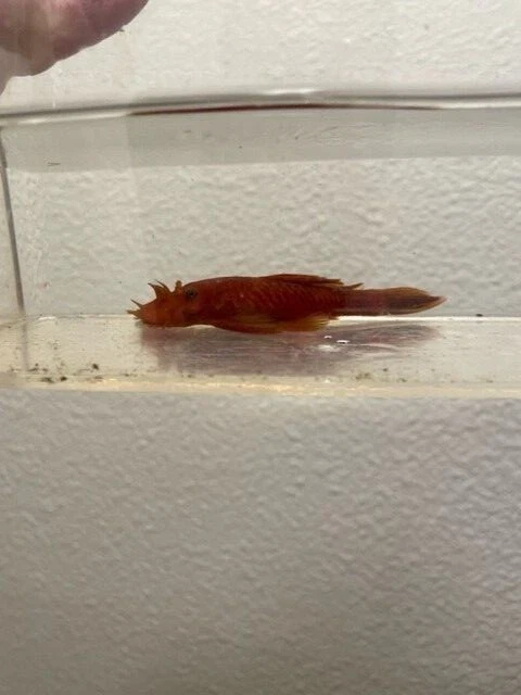 Super Red Bristlenose Pleco Plecostomus approximately 1 in. Hobbyist Bred in USA 2