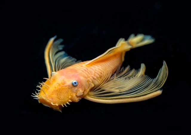 1 Pair Live Juvenile L144 Longfin Blue Eye Lemon Bristlenose Plecostomus Fish A+