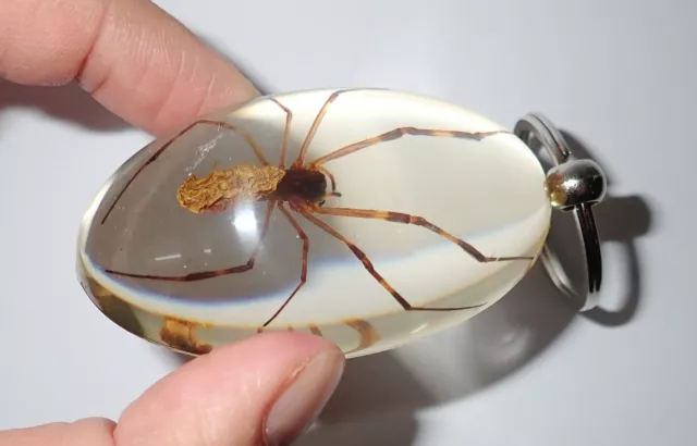 Large Acrylic Oval Key Ring Golden Silk Spider Amber SK83A Clear 2
