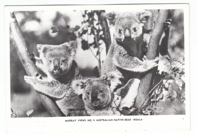 Old Postcard AUSTRALIAN NATIVE BEARS KOALA Murray Views c1950