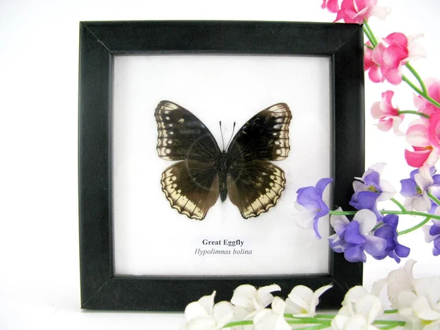 Great Eggfly - beautiful real butterfly prepared - framed- museum quality