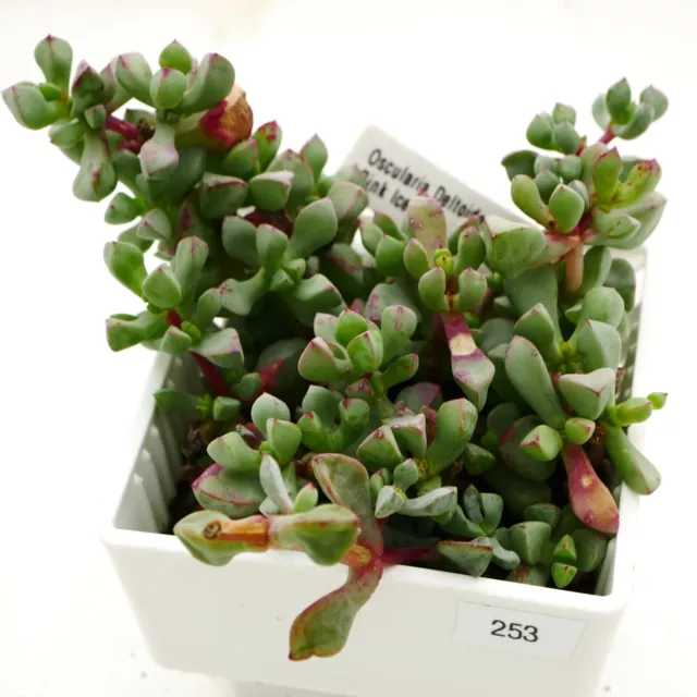 Exact Plant - Oscularia Deltoides Pink Ice, Pink in Winter Succulent, UK Grown