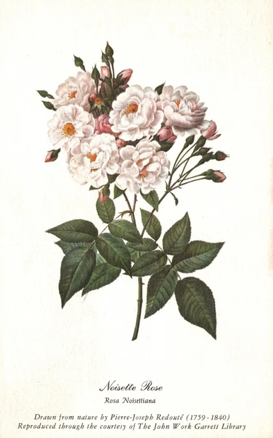 Postcard 1922 Rose Blush Noisette Flowers Art Drawn By Pierre Joseph Redoute