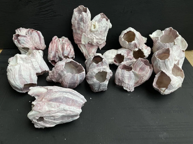 Natural Purple Red Pink Acorn Barnacle Lot Ocean Aquarium Sea Shell Coral B1