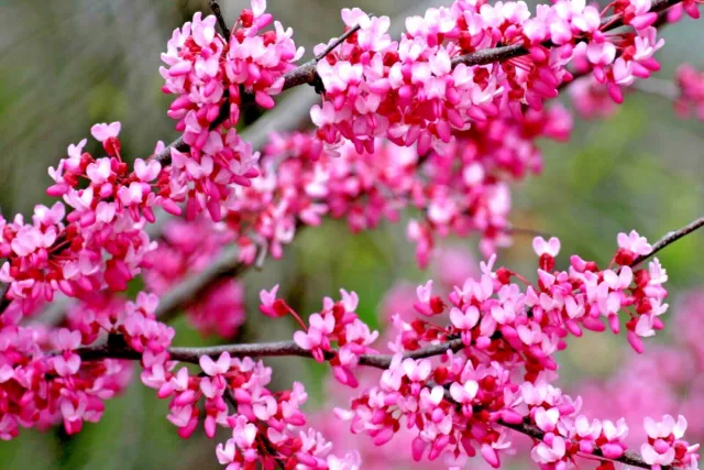 20 TENNESSEE PINK REDBUD SEEDS - Cercis canadensis 'Tennessee Pink'