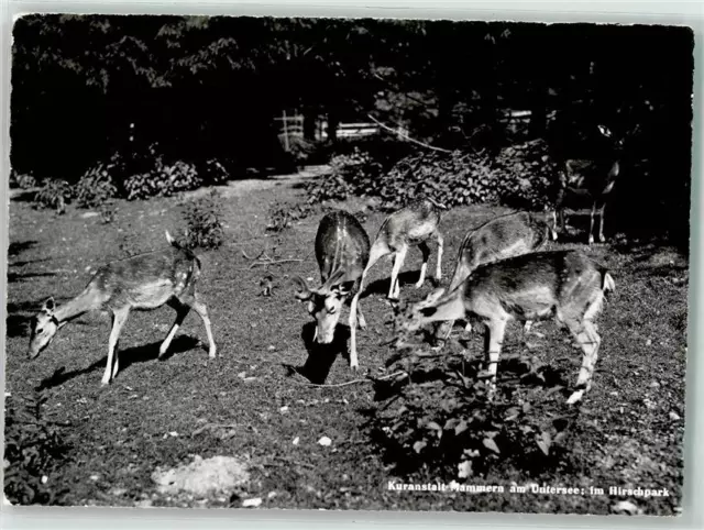 39691262 - Mammern Kuranstalt Hirschpark Untersee Foto Gaberell