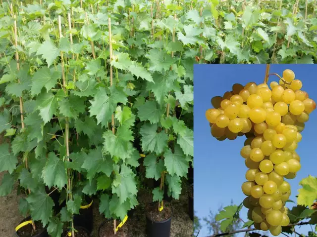 Vitis vinifera Primus kernlos Weinrebe Tafeltraube Wein Weintraube Winzersorte