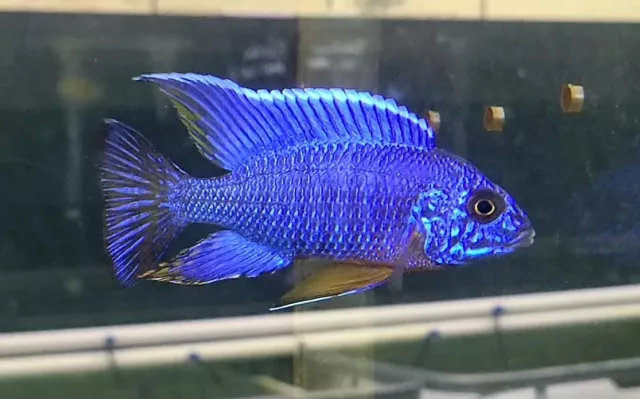 1 Live Blue Peacock African Cichlid Premium Freshwater Tropical Fish Quality A++