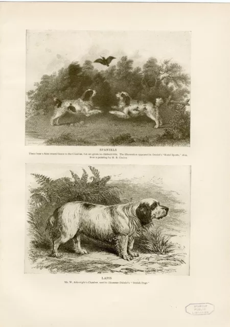 Clumber & Spaniel Dogs  Original Antique Dog Print Page From 1906