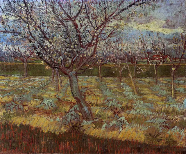 Oil painting Vincent Van Gogh - Apricot Trees in Bloom in landscape canvas