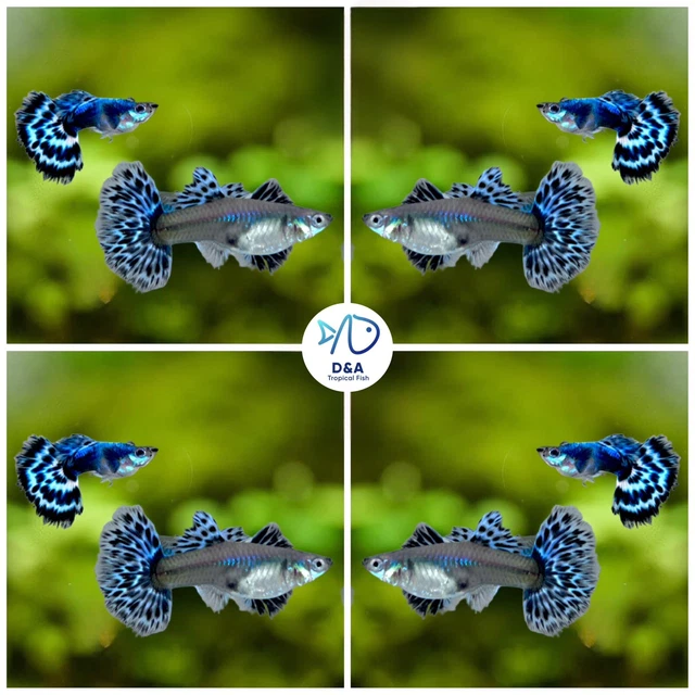 1 Pair ☆ Platium Ivory Mosiac Halfmoon ☆ Live Guppy Fish High Quality US Seller.